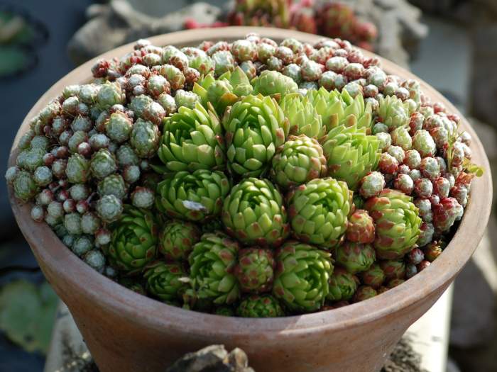 Sempervivum Dachwurz Hauswurz